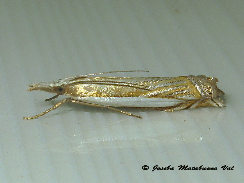 Crambus pascuella - Crambidae